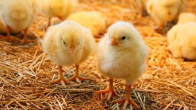 Производители бройлеров и продуктов их переработки смогут получить льготные инвесткредиты