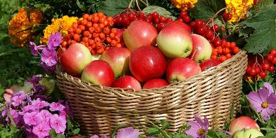 В хозяйствах области продолжается уборка овощей и плодово-ягодной продукции 