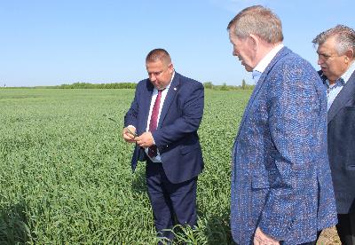 Саратовские аграрии посеяли 2 млн га яровых культур, в том числе – 1 млн га подсолнечника