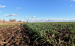 От майских заморозков пострадало 62 тыс. га сельхзкультур. Комментарий регионального минсельхоза