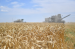 Саратовские аграрии намолотили 5 млн тонн зерна