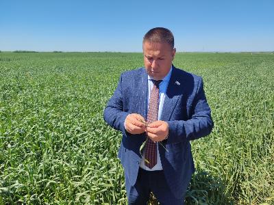 Роман Ковальский: Состояние посевов озимых культур - от удовлетворительного до хорошего