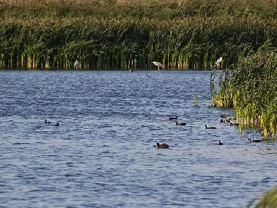 В районе села Большой Кушум Балаковского района завершена закачка воды на технические нужды жителей 