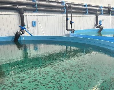 Предприятие по производству форели налаживает переработку продукции 