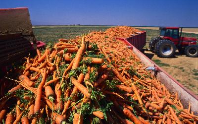 О производстве овощной продукции в Саратовской области в хозяйствах всех категорий 
