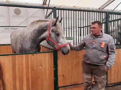 Коневоды области привезли золотые медали агропромышленной выставки «Золотая осень-2022»