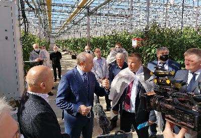 Более пяти с половиной тонн овощей произведено с начала года в тепличных хозяйствах области
