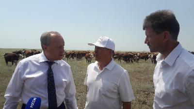 Валерий Радаев поставил задачу – довести поголовье крупного рогатого скота в Алгайском районе до 50 тысяч голов