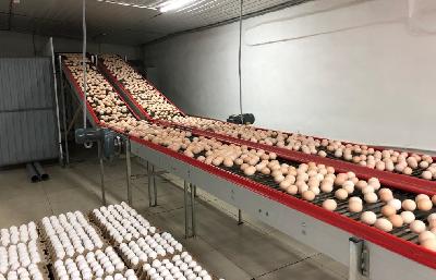 Покровская птицефабрика увеличит производство яйца на 36,2 млн штук в год 