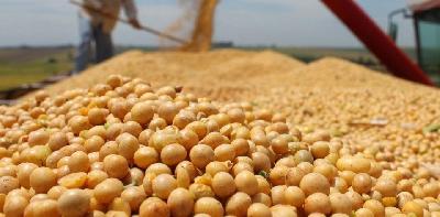 В рамках регионального проекта «Экспорт продукции АПК» финансовую поддержку получают местные производители масличных культур