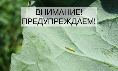 На полях Саратовской области выявили капустную моль 