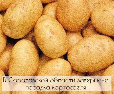 В Саратовской области завершена посадка картофеля