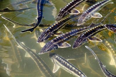 Производство товарной аквакультуры в 2020 году