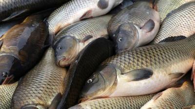 Местные производители предложат рыбу и рыбную продукцию