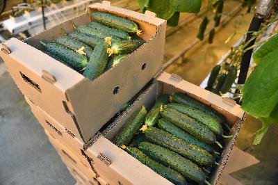 Более 1 000 тонн тепличных овощей собрано в области с начала года