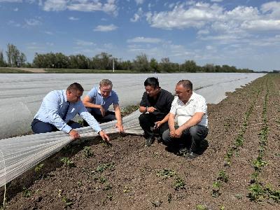 В хозяйствах Марксовского, Энгельсского и Краснокутского районов идут работы по высадке теплолюбивых овощей