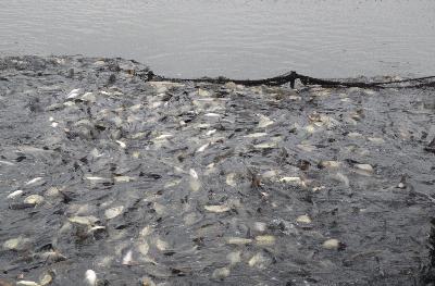 Новый сервис Fishfarm стал доступен рыбоводам области на платформе Свое Фермерство 