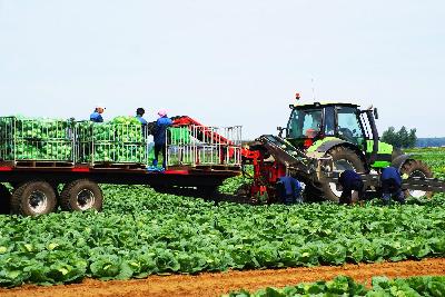 На полях области собрано 2193 тонны ранних овощей 