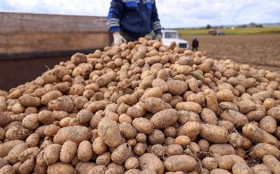 Саратовская область на 24,2% увеличила производство картофеля