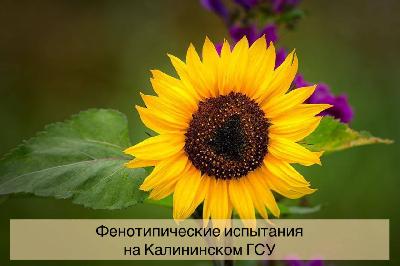 В регионе впервые будут проведены фенотипические испытания 