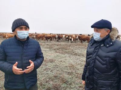 Глава региона ознакомился с работой животноводческого хозяйства в Александрово-Гайском районе