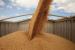 Саратовские предприятия продолжают принимать участие в товарных зерновых интервенциях