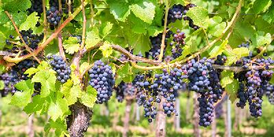 Оригинальная этикетка увеличивает продажи российской винодельческой продукции на 20% - РСХБ