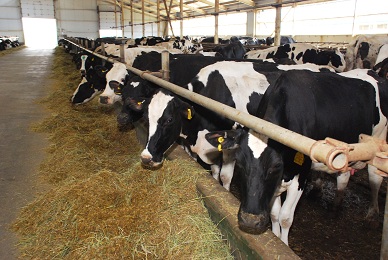 С начала 2018 года в сельхозпредприятиях Саратовской области произведено более 2 тыс. тонн молока