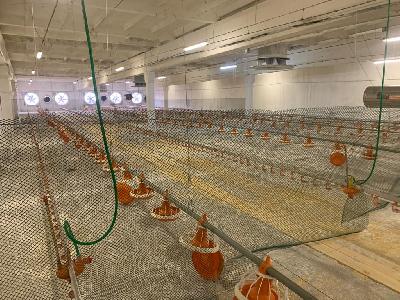 Новый инвестиционный проект реализуется на Балаковской птицефабрике