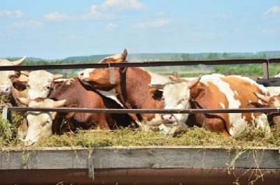 В сельхозпредприятиях Саратовской области произведено 99,7 тыс. тонн молока