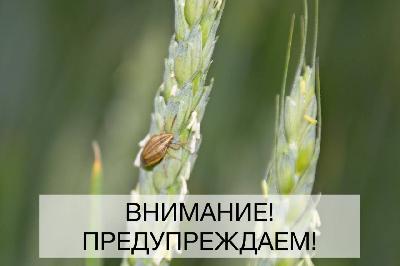 На полях региона активизировалась деятельность остроголовых клопов