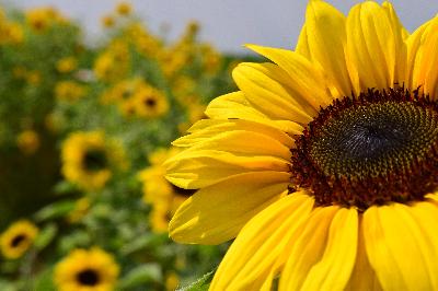 Урожайность подсолнечника – одна из самых высоких за последние годы. Уборка продолжается 